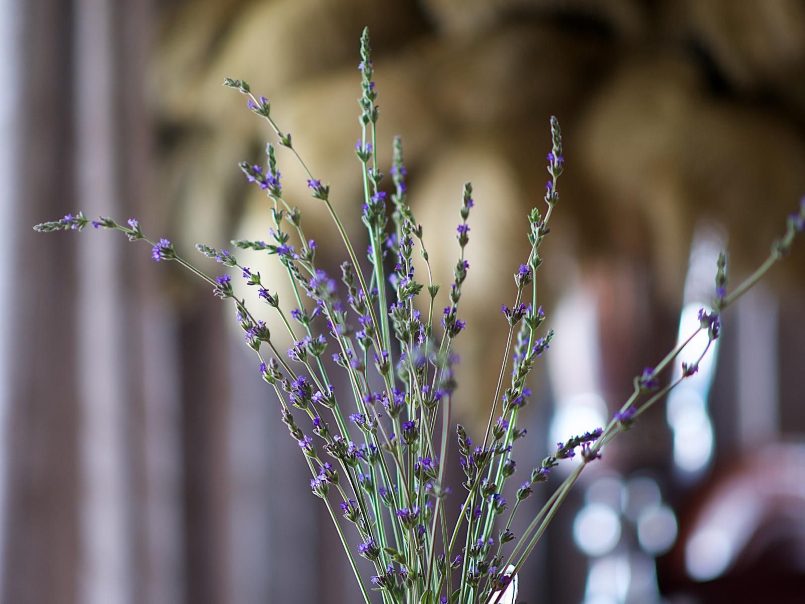 Batavia Boutique Hotel Krigeville Stellenbosch Western Cape South Africa Lavender, Nature, Plant, Bokeh