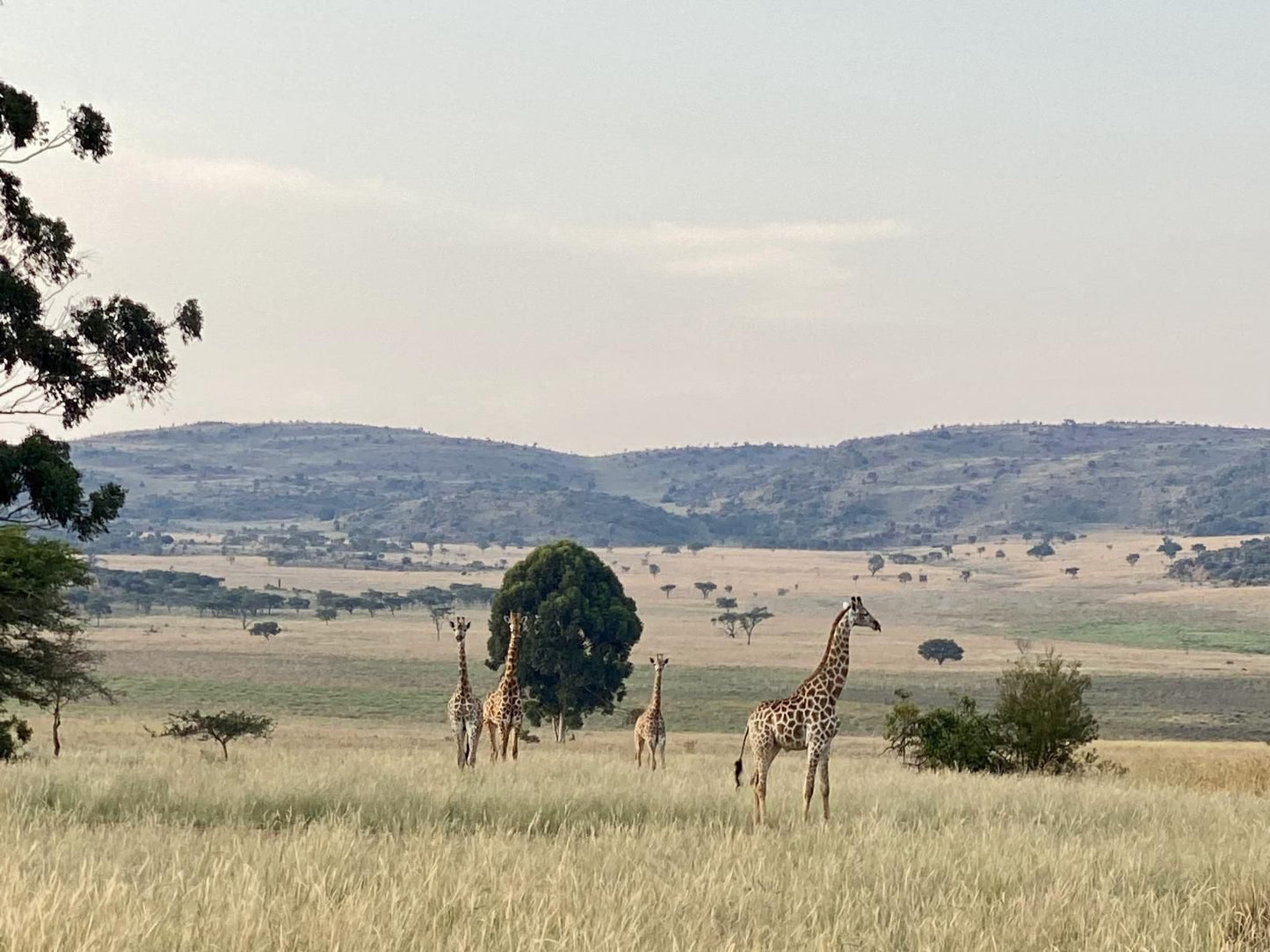 Bateleur Nature Reserve Modimolle Nylstroom Limpopo Province South Africa Giraffe, Mammal, Animal, Herbivore, Lowland, Nature