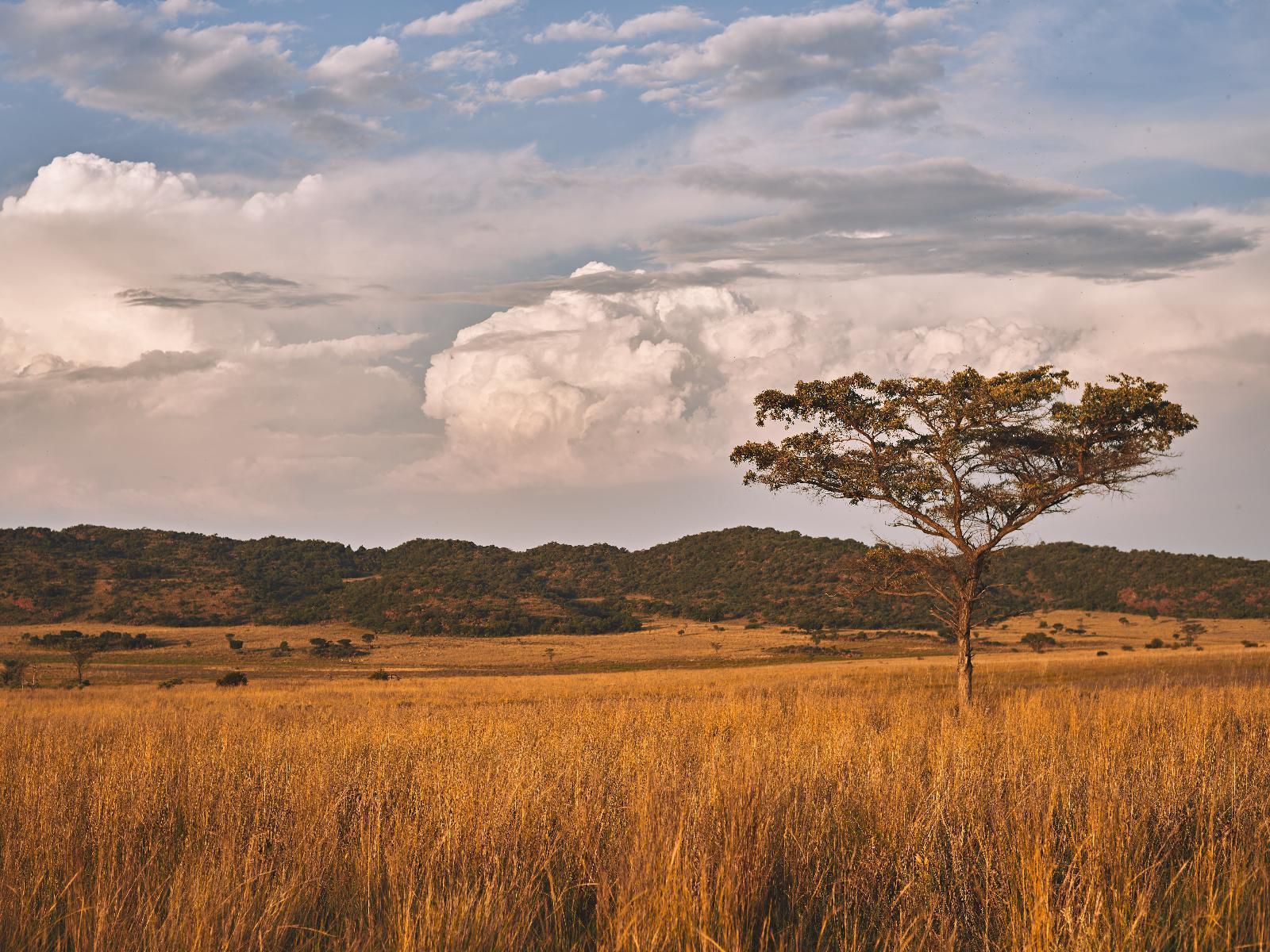 Bateleur Nature Reserve Modimolle Nylstroom Limpopo Province South Africa Lowland, Nature