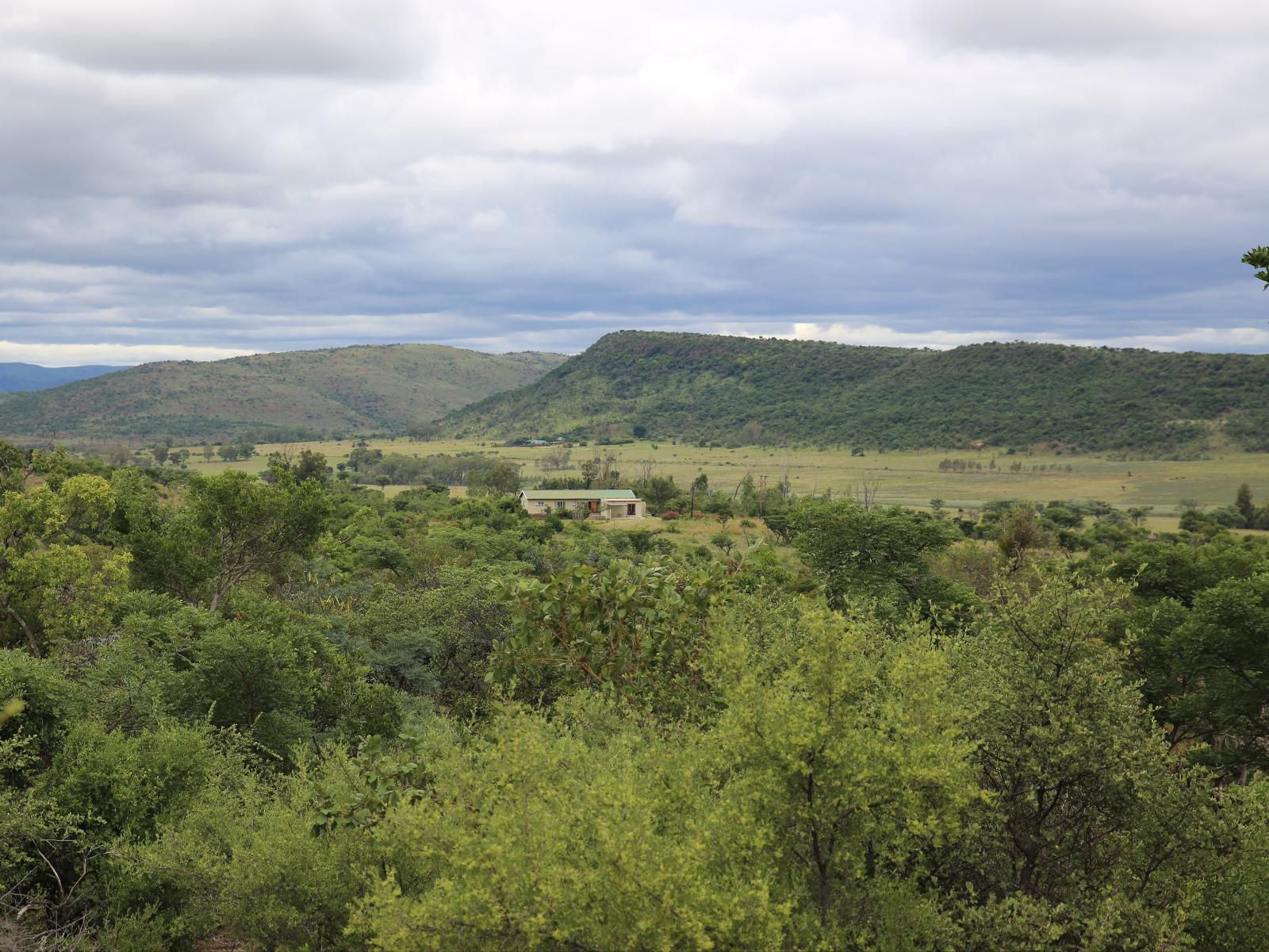 Bateleur Nature Reserve Modimolle Nylstroom Limpopo Province South Africa Complementary Colors, Tree, Plant, Nature, Wood