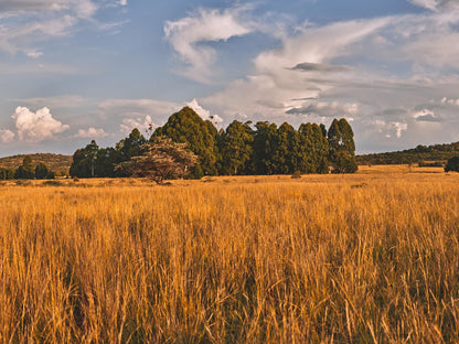 Bateleur Nature Reserve Modimolle Nylstroom Limpopo Province South Africa Field, Nature, Agriculture, Lowland