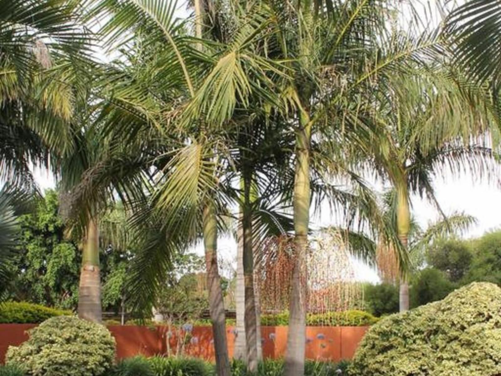 Batter Boys Guest House Montana Pretoria Pretoria Tshwane Gauteng South Africa Palm Tree, Plant, Nature, Wood, Garden