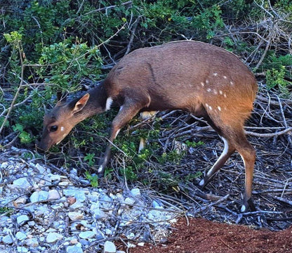 Bayview Loghome Blue Horizon Bay Port Elizabeth Eastern Cape South Africa Deer, Mammal, Animal, Herbivore
