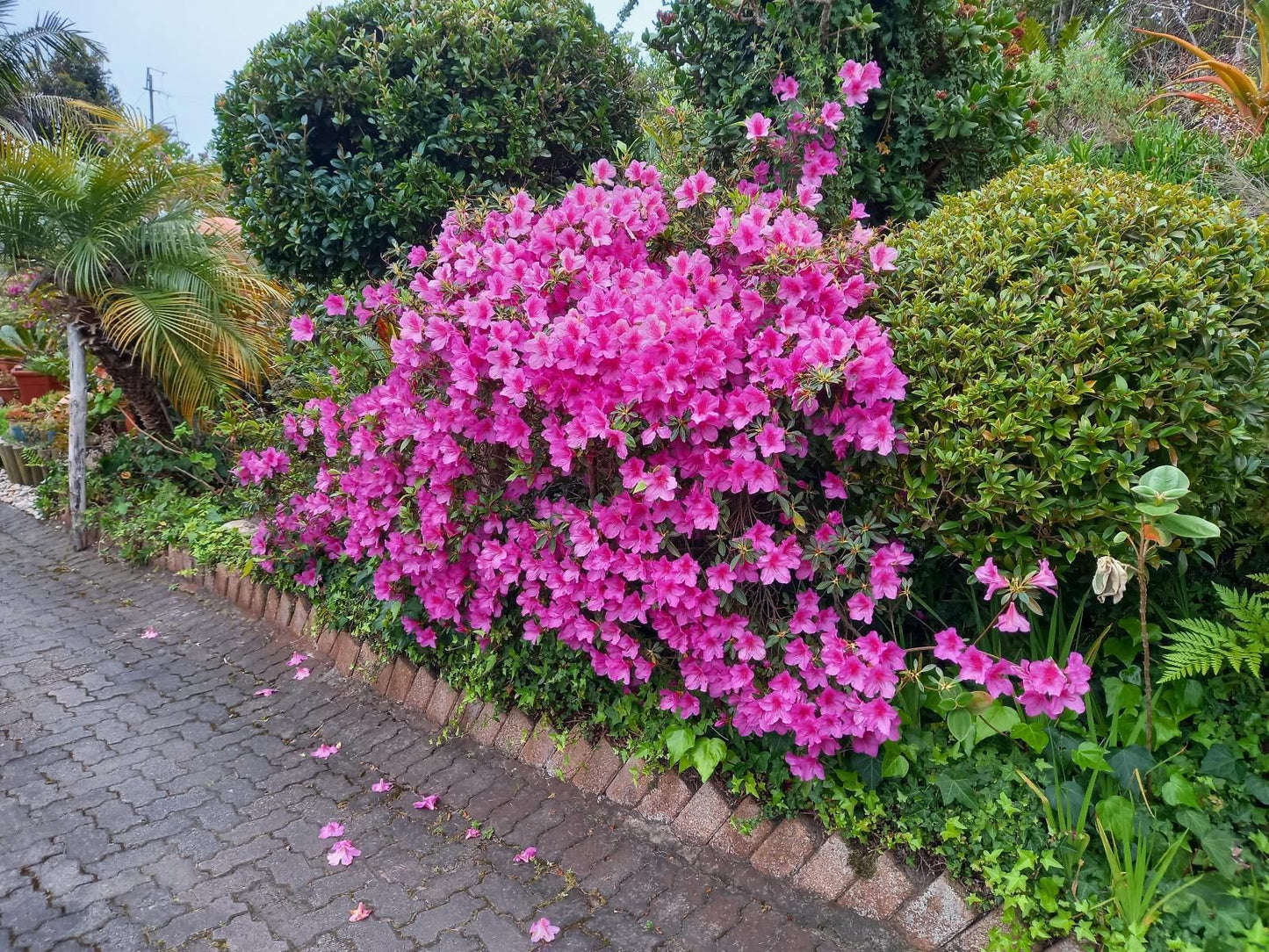 110Bayview Brenton On Sea Knysna Western Cape South Africa Complementary Colors, Blossom, Plant, Nature, Garden