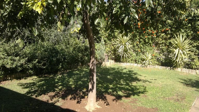 Bandb On Church Oudtshoorn Western Cape South Africa Palm Tree, Plant, Nature, Wood, Tree, Garden