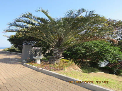 Beachcomber Bay Margate Kwazulu Natal South Africa Complementary Colors, Palm Tree, Plant, Nature, Wood