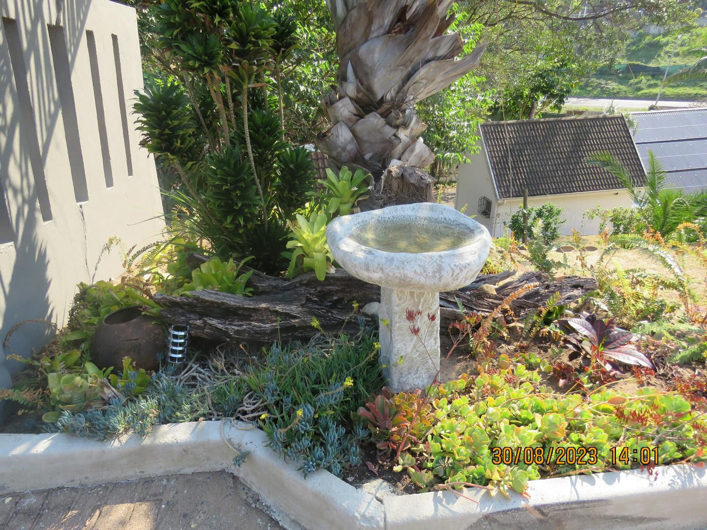 Beachcomber Bay Margate Kwazulu Natal South Africa Palm Tree, Plant, Nature, Wood, Garden