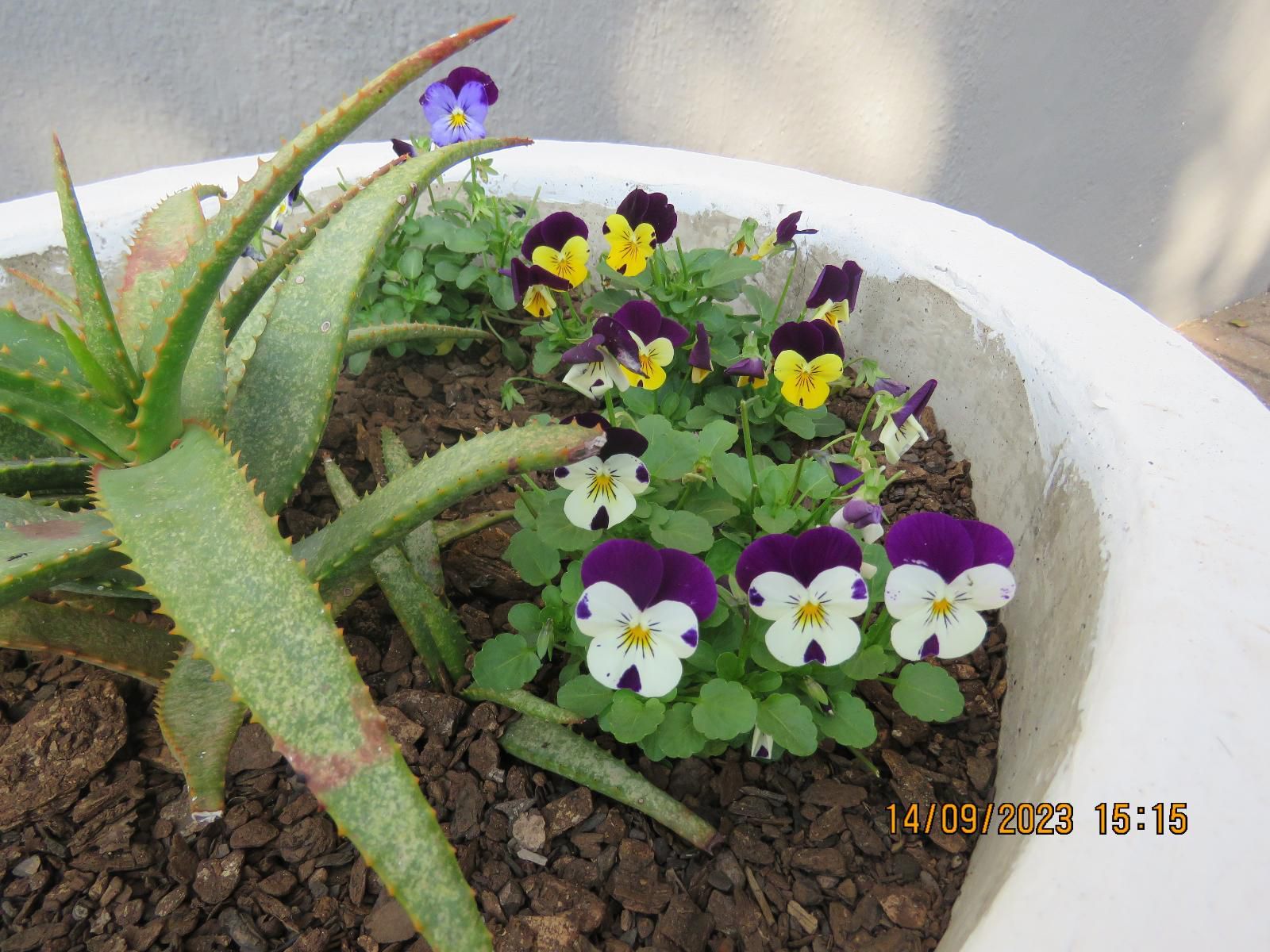 Beachcomber Bay Margate Kwazulu Natal South Africa Flower, Plant, Nature