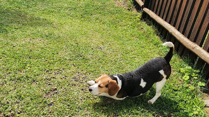 Beach Cove Hibberdene Kwazulu Natal South Africa Dog, Mammal, Animal, Pet