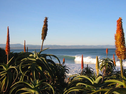 Beach House Wavescrest Jeffreys Bay Jeffreys Bay Eastern Cape South Africa Beach, Nature, Sand, Palm Tree, Plant, Wood