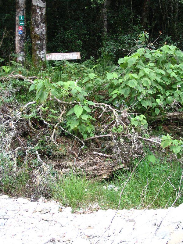 Wilderness Beach Lodge Wilderness Western Cape South Africa Forest, Nature, Plant, Tree, Wood