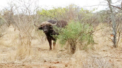 Bealey Buffels Trust Musina Messina Limpopo Province South Africa Water Buffalo, Mammal, Animal, Herbivore