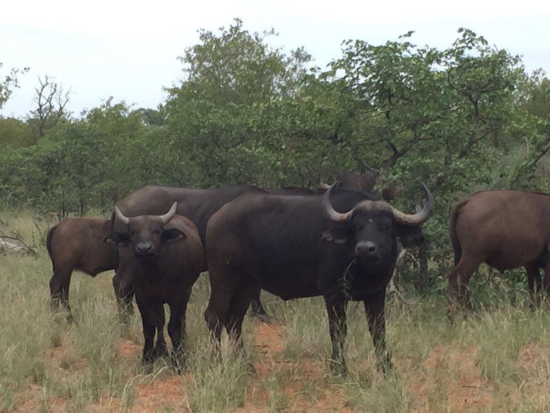 Bealey Buffels Trust Musina Messina Limpopo Province South Africa Bison, Mammal, Animal, Herbivore, Water Buffalo