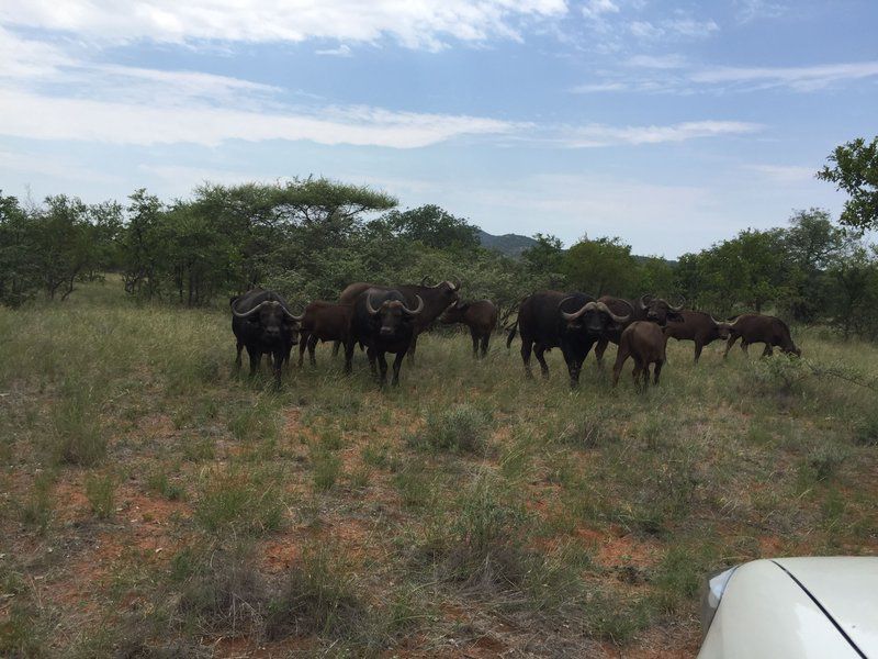 Bealey Buffels Trust Musina Messina Limpopo Province South Africa Gnu, Mammal, Animal, Herbivore