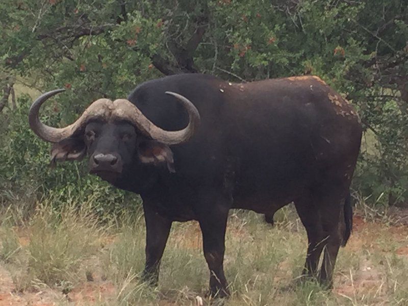 Bealey Buffels Trust Musina Messina Limpopo Province South Africa Unsaturated, Bison, Mammal, Animal, Herbivore, Water Buffalo