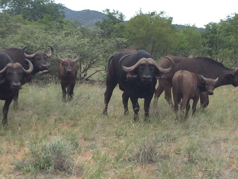 Bealey Buffels Trust Musina Messina Limpopo Province South Africa Unsaturated, Bison, Mammal, Animal, Herbivore, Water Buffalo