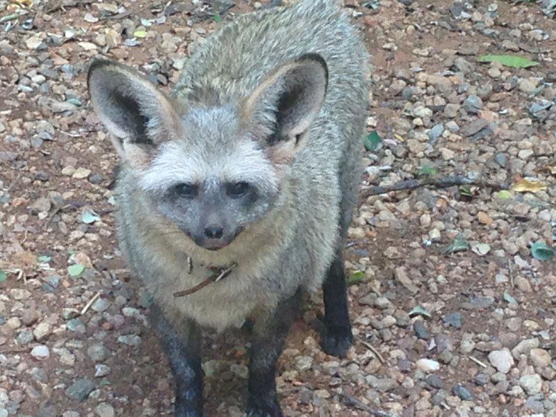 Bealey Buffels Trust Musina Messina Limpopo Province South Africa Unsaturated, Raccoon, Mammal, Animal, Predator