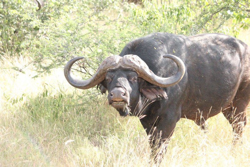 Bealey Buffels Trust Musina Messina Limpopo Province South Africa Water Buffalo, Mammal, Animal, Herbivore