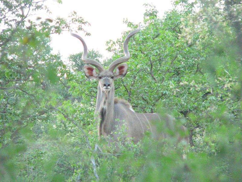 Bealey Buffels Trust Musina Messina Limpopo Province South Africa Deer, Mammal, Animal, Herbivore