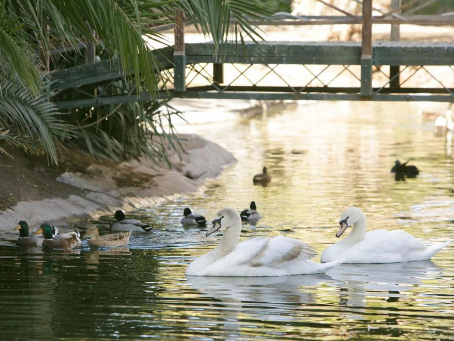 Beaufort Manor Country Lodge, Swan, Bird, Animal