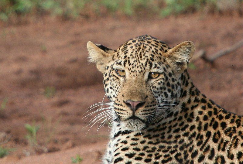 Becks Safari Lodge Karongwe Private Game Reserve Limpopo Province South Africa Sepia Tones, Leopard, Mammal, Animal, Big Cat, Predator