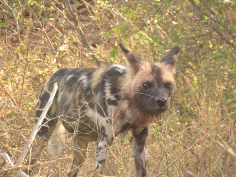 Becks Safari Lodge Karongwe Private Game Reserve Limpopo Province South Africa Sepia Tones, Hyaena, Mammal, Animal