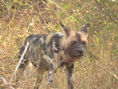 Becks Safari Lodge Karongwe Private Game Reserve Limpopo Province South Africa Sepia Tones, Hyaena, Mammal, Animal