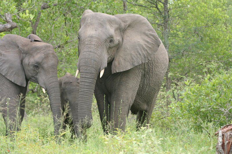 Becks Safari Lodge Karongwe Private Game Reserve Limpopo Province South Africa Elephant, Mammal, Animal, Herbivore