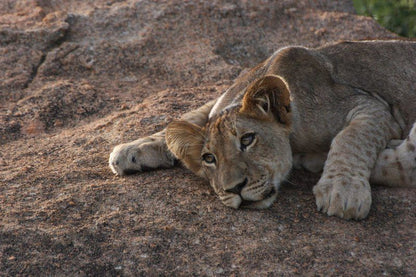 Becks Safari Lodge Karongwe Private Game Reserve Limpopo Province South Africa Unsaturated, Lion, Mammal, Animal, Big Cat, Predator