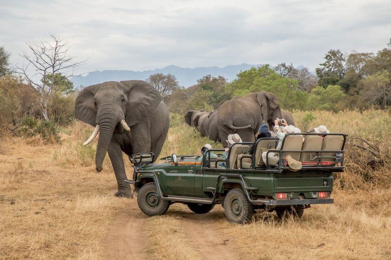 Becks Safari Lodge Karongwe Private Game Reserve Limpopo Province South Africa Elephant, Mammal, Animal, Herbivore