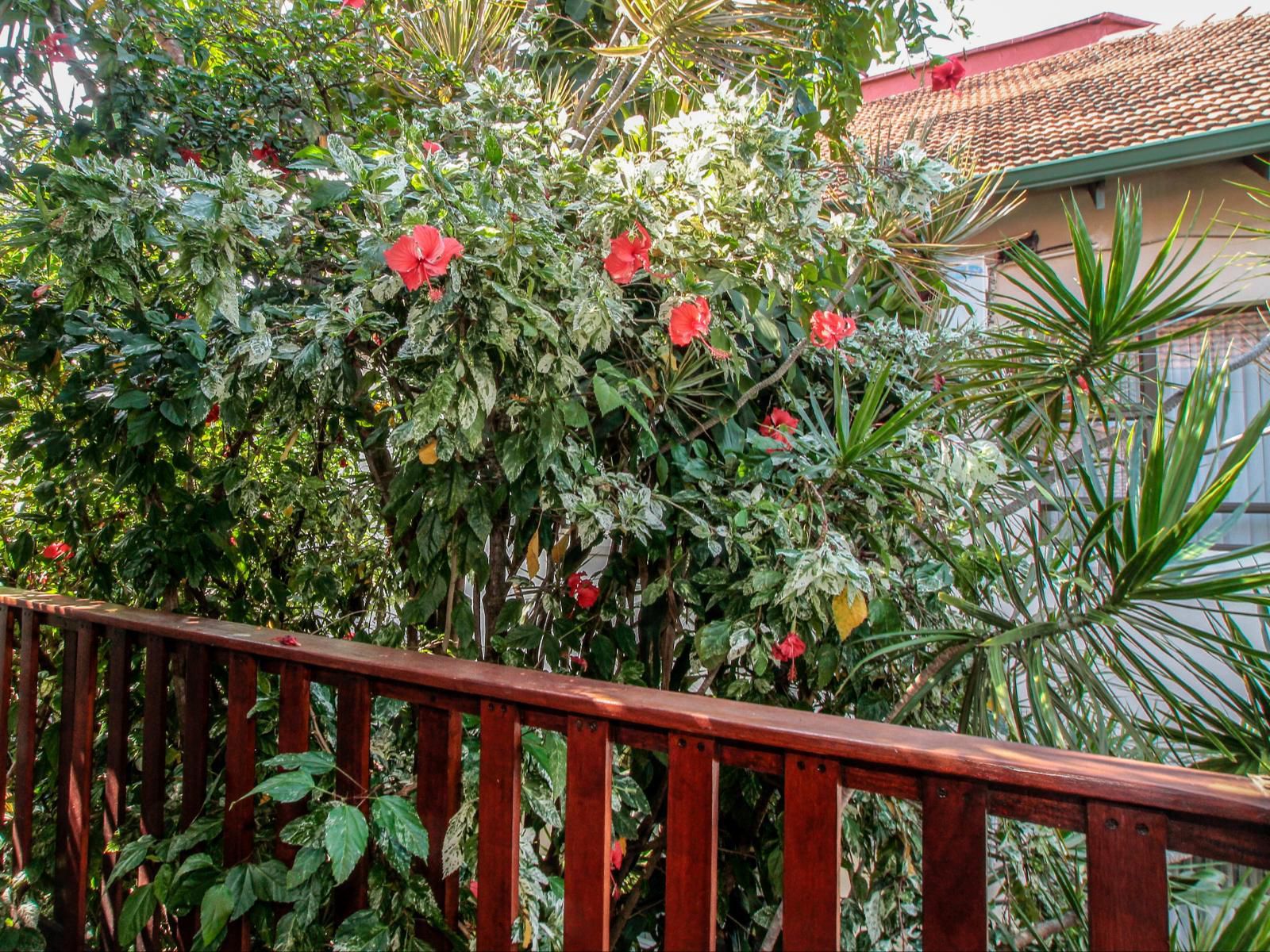 Beechwood Guesthouse Bulwer Durban Durban Kwazulu Natal South Africa Plant, Nature, Garden