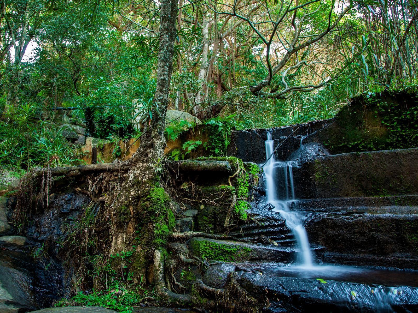 Beetleloop Guest House, Forest, Nature, Plant, Tree, Wood, Waterfall, Waters