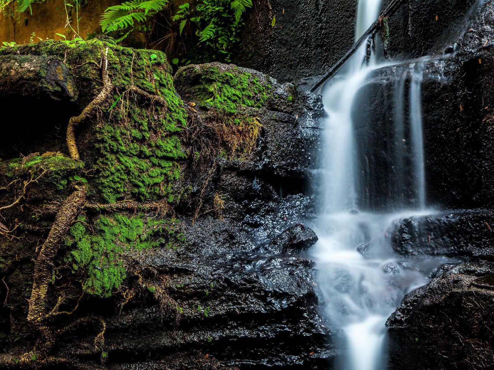 Beetleloop Guest House, Tree, Plant, Nature, Wood, Waterfall, Waters