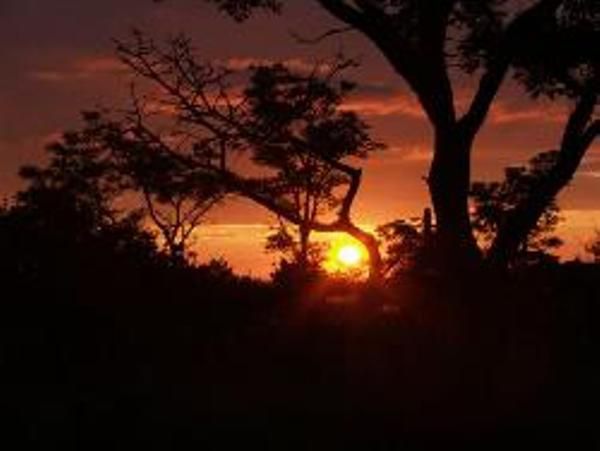 Bee Tree Safari Boma Bush Cabins Cullinan Gauteng South Africa Colorful, Sky, Nature, Tree, Plant, Wood, Sunset