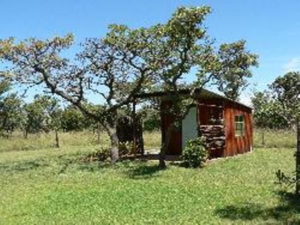 Bee Tree Safari Boma Bush Cabins Cullinan Gauteng South Africa Complementary Colors, Plant, Nature, Tree, Wood