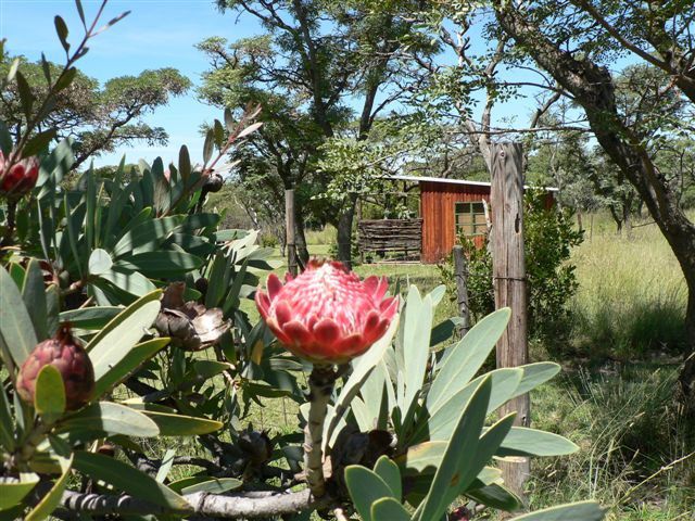 Bee Tree Safari Boma Bush Cabins Cullinan Gauteng South Africa Cactus, Plant, Nature, Garden