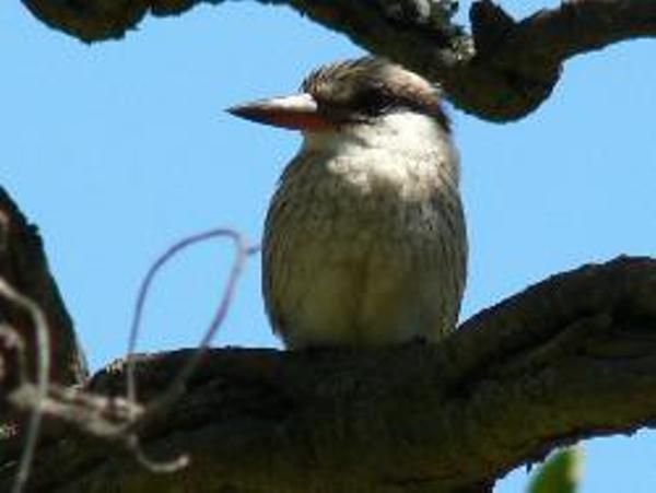 Bee Tree Safari Boma Bush Cabins Cullinan Gauteng South Africa Kingfisher, Bird, Animal