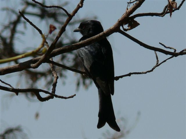 Bee Tree Safari Boma Bush Cabins Cullinan Gauteng South Africa Crow, Bird, Animal