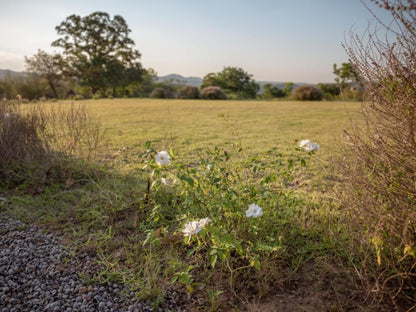 Belgrace White River Mpumalanga South Africa Field, Nature, Agriculture, Flower, Plant, Meadow