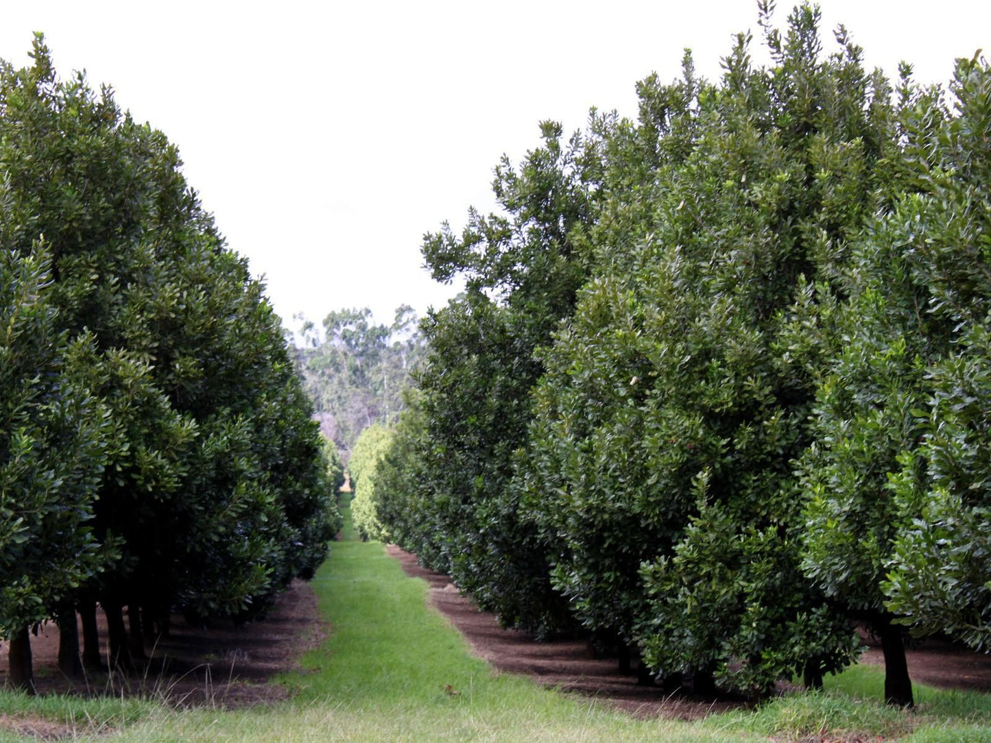 Belgrace White River Mpumalanga South Africa Tree, Plant, Nature, Wood