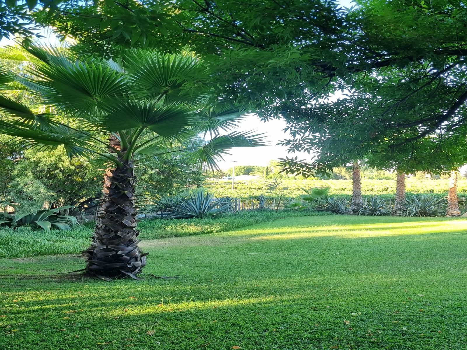 Belihante Lodge Vaalkoppies Settlement Upington Northern Cape South Africa Palm Tree, Plant, Nature, Wood, Garden