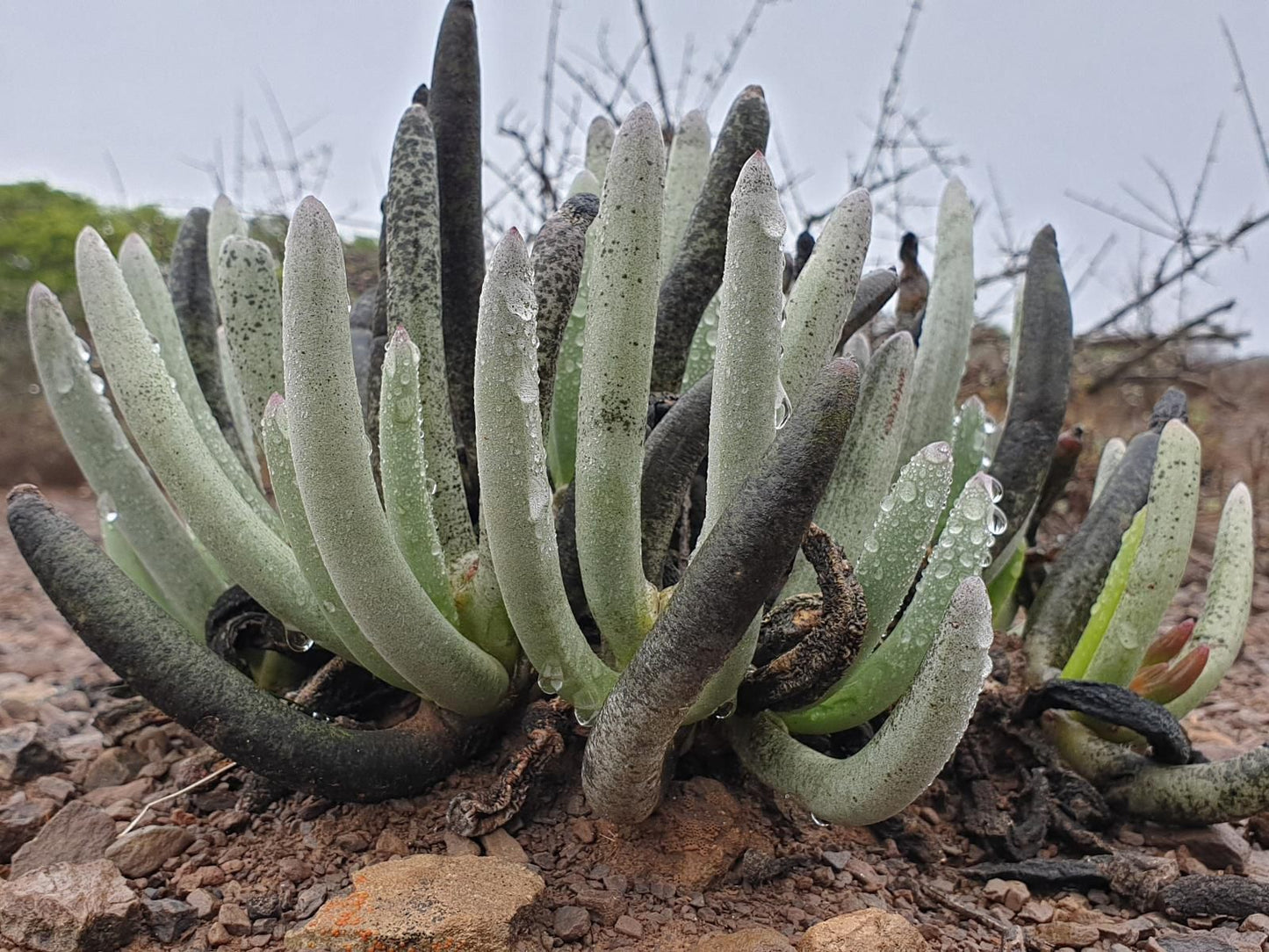 Bellair Wild Barrydale Western Cape South Africa Cactus, Plant, Nature