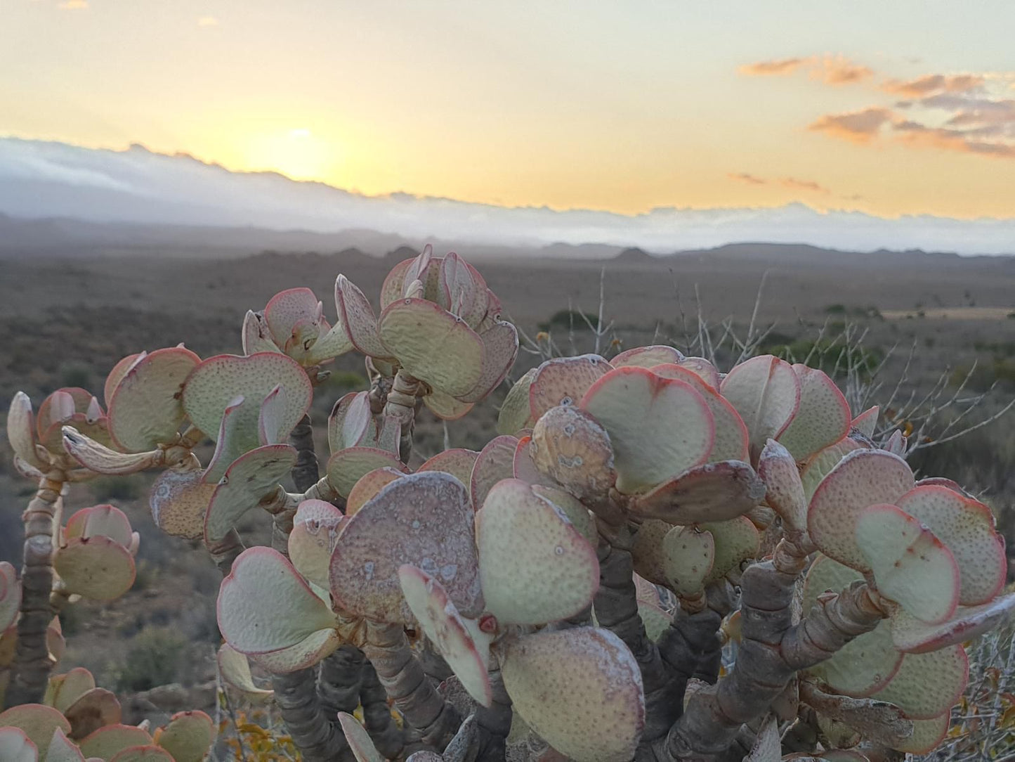 Bellair Wild Barrydale Western Cape South Africa Cactus, Plant, Nature