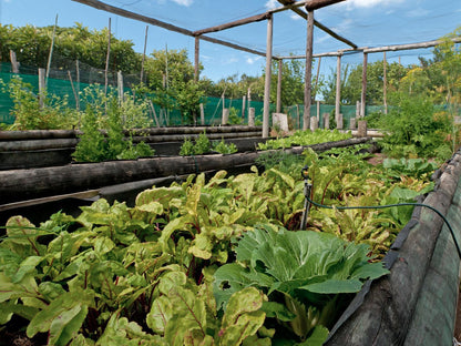 Bellavista Country Place Stanford Western Cape South Africa Field, Nature, Agriculture, Food, Garden, Plant, Vegetable