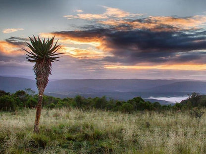 Bellevue Forest Reserve Paterson Eastern Cape South Africa Nature