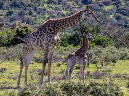 Bellevue Forest Reserve Paterson Eastern Cape South Africa Giraffe, Mammal, Animal, Herbivore