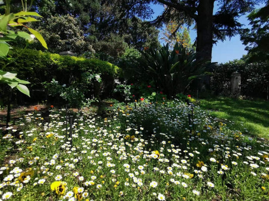 Bellgrove Guest House Sandton, Flower, Plant, Nature, Meadow, Garden