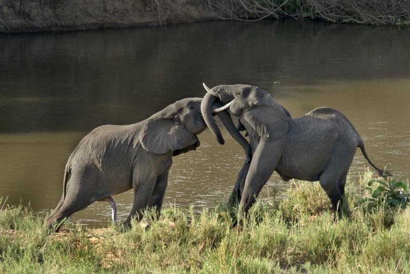 Belvedere On River Malelane Mpumalanga South Africa Elephant, Mammal, Animal, Herbivore