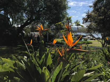 Belvidere Manor Belvedere Knysna Western Cape South Africa Palm Tree, Plant, Nature, Wood, Garden