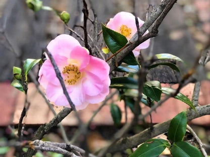 Be My Guest Lodge Bloubergstrand Blouberg Western Cape South Africa Blossom, Plant, Nature, Rose, Flower